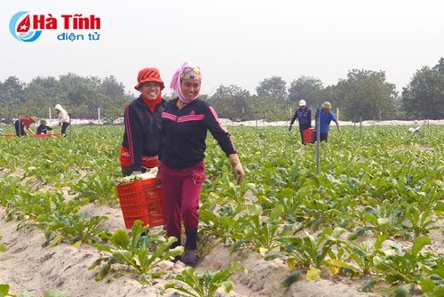 Chain model increases Vietnamese agriculture values - ảnh 1